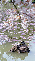 Pond with Turtles